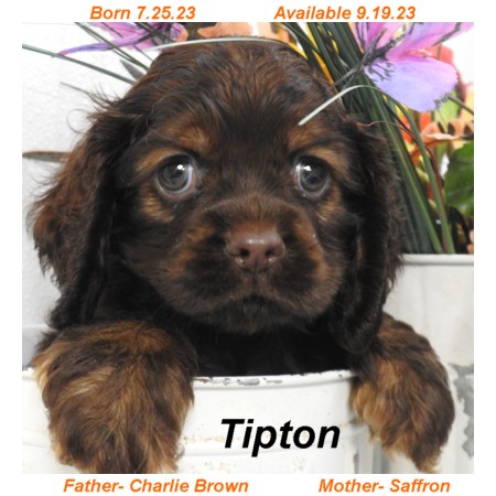 puppy, for, sale, Cocker Spaniel, Joe & Cherri  Overlease, dog, breeder, Miller, MO, dog-breeder, puppy-for-sale, forsale, nearby, find, puppyfind, locator, puppylocator, aca